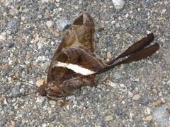 Chioides albofasciatus
