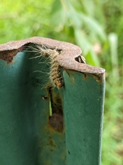Hyphantria cunea