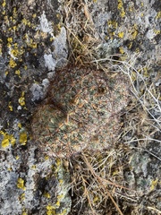 Pediocactus simpsonii