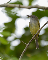 Oncostoma cinereigulare