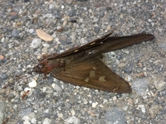 Chioides albofasciatus