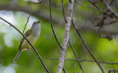 Oncostoma cinereigulare