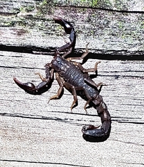 Vaejovis carolinianus