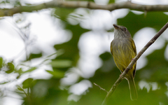 Oncostoma cinereigulare