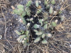 Opuntia polyacantha polyacantha
