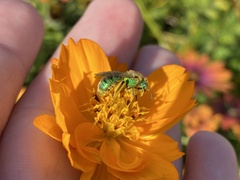 Agapostemon texanus