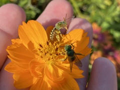 Agapostemon texanus