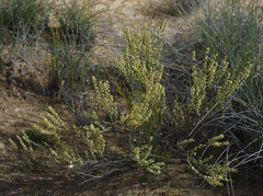 Psammomoya choretroides