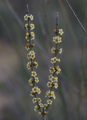 Psammomoya choretroides