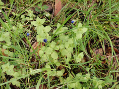 Lysimachia arvensis caerulea