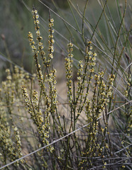 Psammomoya choretroides