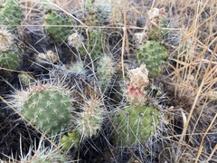 Opuntia polyacantha polyacantha