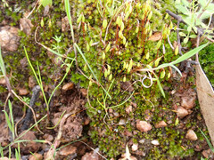 Ptychostomum capillare