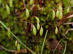 Ptychostomum capillare