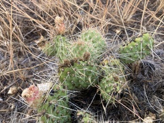 Opuntia polyacantha polyacantha