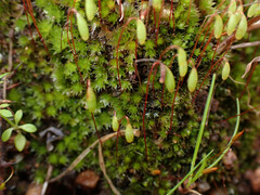 Ptychostomum capillare