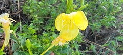 Oenothera elata