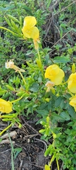 Oenothera elata