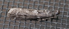 Pyla fusca