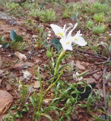 Moraea serpentina