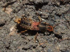 Platydracus maculosus