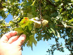 Acraspis quercushirta