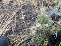 Opuntia polyacantha polyacantha