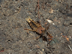 Platydracus maculosus