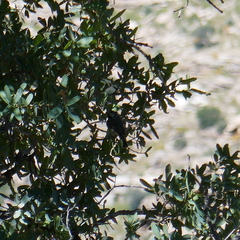 Baeolophus wollweberi