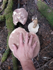 Xanthoconium purpureum