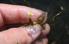 Ranunculus trichophyllus