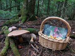 Xanthoconium purpureum