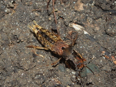 Platydracus maculosus