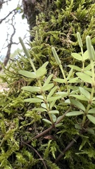 Peperomia tetraphylla
