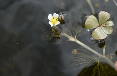 Ranunculus trichophyllus