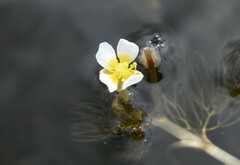 Ranunculus trichophyllus