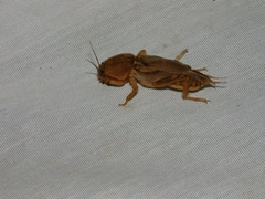 Gryllotalpidae