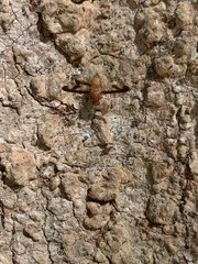 Toxonevra superba