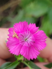 Dianthus
