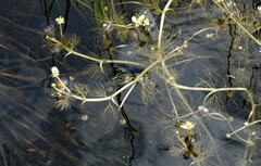 Ranunculus trichophyllus
