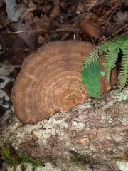 Daedaleopsis confragosa