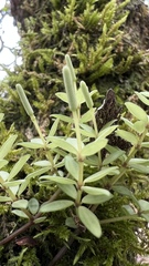 Peperomia tetraphylla