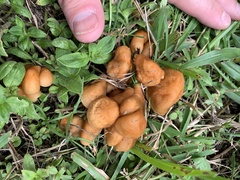 Marasmius vagus