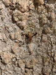 Toxonevra superba