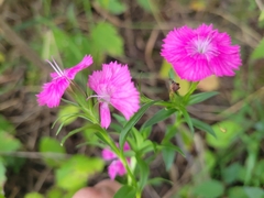Dianthus
