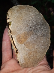 Daedaleopsis confragosa