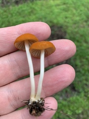Marasmius vagus