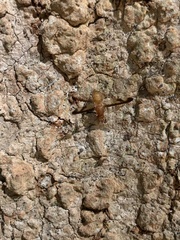 Toxonevra superba