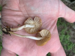 Marasmius vagus