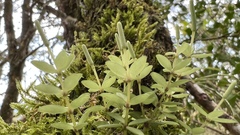Peperomia tetraphylla